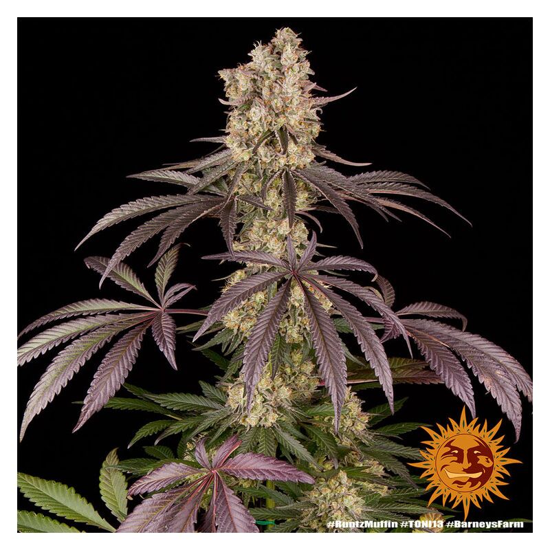 Runtz Muffin, Фасовка: 3, изображение 5